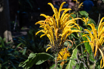 Obraz premium Blossom of yellow jacobinia tropical plant Justicia aurea from Central America close up