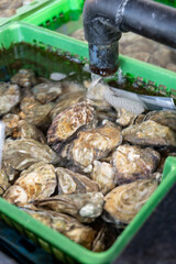 Boxes with oysters in basins or pools with ready-for-sale living Zeeuwse creuse oysters harvested at Oosterschelde on seashells breeding farm in Zeeland, Yerseke, Netherlands