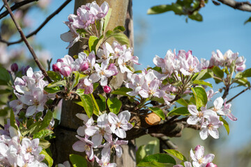 Rows of blossoming apple trees with pink flowers, orchards in Zuid-Beveland, Zeeland, food industry in the Netherlands