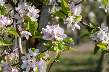 Rows of blossoming apple trees with pink flowers, orchards in Zuid-Beveland, Zeeland, food industry in the Netherlands