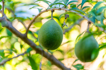 Green fruits hanging on Crescentia cujete or calabash tree in tropical Caribbean garden