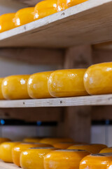 Wooden shelves with hard matured cheese from cow's milk at cheese factory in North Holland, The Netherlands, Dutch cheese farm