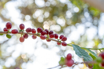 Arabica coffee tree with green and red ripening coffee cherries berries on plantation, coffee beans production