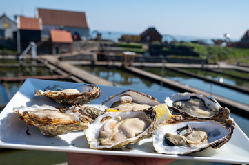Eating of fresh Zeeuwse creuse oysters on farm in Yerseke, Oosterschelde, Zeeland, Netherlands.Fresh oysters on plate and view on pools with with living harvested oysters in boxex
