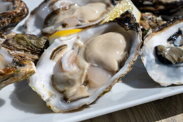 Eating of fresh Zeeuwse creuse oysters on farm in Yerseke with living harvested oysters, Oosterschelde, Zeeland, Netherlands.Fresh oysters with llemon