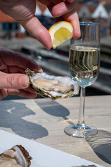 Eating of fresh Zeeuwse creuse oysters on farm in Yerseke with living harvested oysters,...