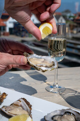 Eating of fresh Zeeuwse creuse oysters on farm in Yerseke with living harvested oysters, Oosterschelde, Zeeland, Netherlands.Fresh oysters with llemon and glass of champagne, cava, chablis  wine