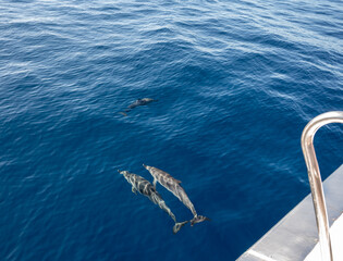 Watching flock of dolfins and whales from touristic boat, south of Tenerife island, Canary, Spain,...
