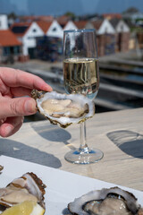 Eating of fresh Zeeuwse creuse oysters on farm in Yerseke with living harvested oysters, Oosterschelde, Zeeland, Netherlands.Fresh oysters with llemon and glass of champagne, cava, chablis  wine