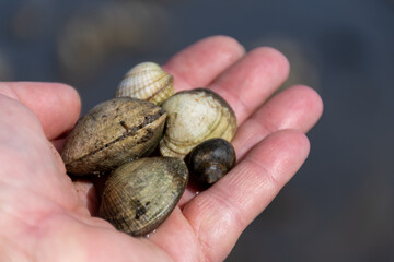 Low tide time in Oosterschelde, sea bottom with variety of wild shells and oysters allowed to be collected and eaten, Zeeland, Yerseke, Netherlads, hand with seashells