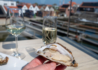 Eating of fresh Zeeuwse creuse oysters on farm in Yerseke with living harvested oysters, Oosterschelde, Zeeland, Netherlands.Fresh oysters with llemon and glass of champagne, cava, chablis  wine