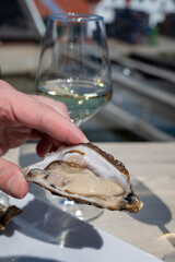 Eating of fresh Zeeuwse creuse oysters on farm in Yerseke with living harvested oysters, Oosterschelde, Zeeland, Netherlands.Fresh oysters with llemon and glass of champagne, cava, chablis  wine