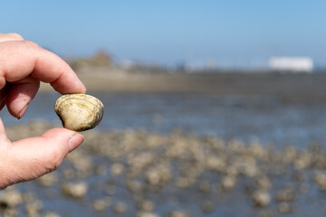 Low tide time in Oosterschelde, sea bottom with variety of wild shells and oysters allowed to be...