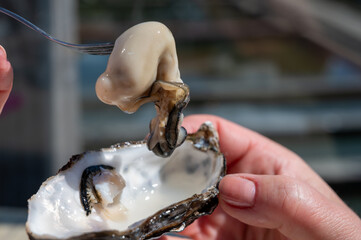 Eating of fresh Zeeuwse creuse oysters on farm in Yerseke with living harvested oysters,...