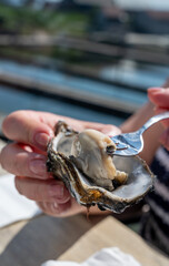 Eating of fresh Zeeuwse creuse oysters on farm in Yerseke with living harvested oysters,...