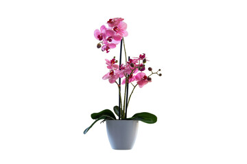 pink orchid in flower pot isolated on white background