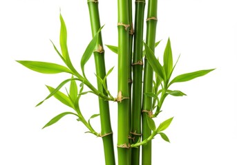 Green bamboo stalks and leaves isolated on white