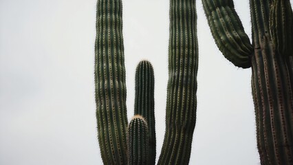 Three tall cacti with spiny pads in a sunny desert environment.