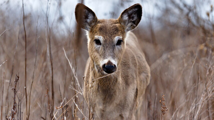 Young White-Tailed Deer Standing Alert Among Dry Grasses in Tommy Thompson Park, Canada