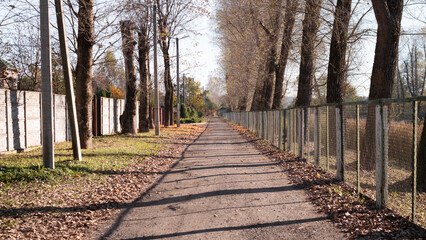 A tranquil and peaceful walkway lined with lush trees, providing the ideal space for outdoor activities and relaxation