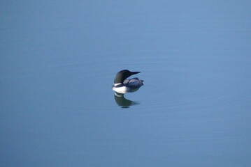 Common Loon in the bay