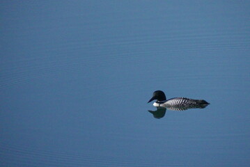 Common Loon in the bay