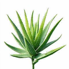 Fototapeta premium Aloe vera plant close up isolated on white background