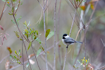 Chickadee on branch