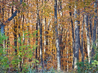 Autumn view of Plana Mountain, Sofia region, Bulgaria