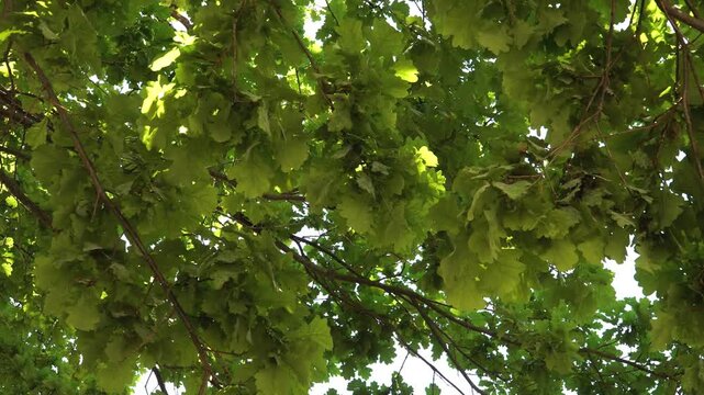 A rotating motion captures the oak tree canopy from below, showcasing dense green foliage as branches stretch skyward. Sunlight filters through the leaves, creating green shades and light contrast.
