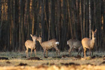 Sarna europejska (Capreolus capreolus) roe deer © Bartosz Rakoczy