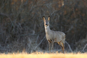 Sarna europejska (Capreolus capreolus) roe deer © Bartosz Rakoczy