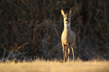 Sarna europejska (Capreolus capreolus) roe deer © Bartosz Rakoczy
