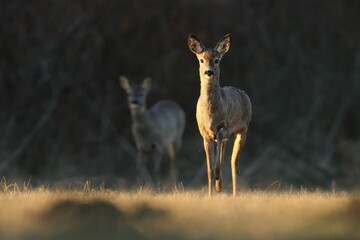 Sarna europejska (Capreolus capreolus) roe deer © Bartosz Rakoczy