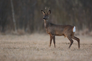 Sarna europejska (Capreolus capreolus) roe deer © Bartosz Rakoczy