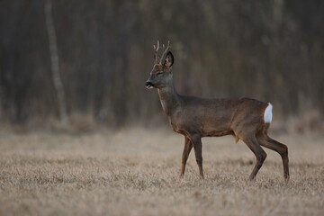 Sarna europejska (Capreolus capreolus) roe deer © Bartosz Rakoczy