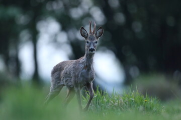 Sarna europejska (Capreolus capreolus) roe deer © Bartosz Rakoczy