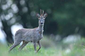 Sarna europejska (Capreolus capreolus) roe deer © Bartosz Rakoczy