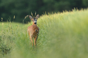 Sarna europejska (Capreolus capreolus) roe deer © Bartosz Rakoczy