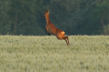 Sarna europejska (Capreolus capreolus) roe deer © Bartosz Rakoczy