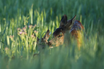 Sarna europejska (Capreolus capreolus) roe deer © Bartosz Rakoczy
