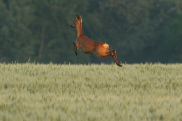 Sarna europejska (Capreolus capreolus) roe deer © Bartosz Rakoczy