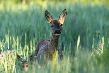 Sarna europejska (Capreolus capreolus) roe deer © Bartosz Rakoczy