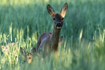 Sarna europejska (Capreolus capreolus) roe deer © Bartosz Rakoczy