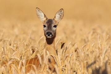 Sarna europejska (Capreolus capreolus) roe deer © Bartosz Rakoczy