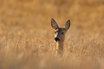 Sarna europejska (Capreolus capreolus) roe deer © Bartosz Rakoczy