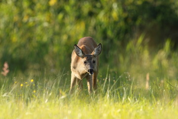 Sarna europejska (Capreolus capreolus) roe deer © Bartosz Rakoczy