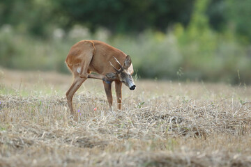 Sarna europejska (Capreolus capreolus) roe deer © Bartosz Rakoczy