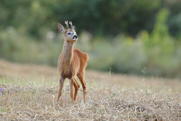 Sarna europejska (Capreolus capreolus) roe deer © Bartosz Rakoczy