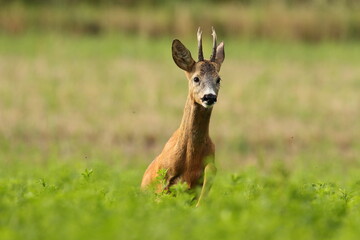 Fototapeta premium Sarna europejska (Capreolus capreolus) roe deer